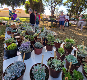 a imagem exibe diversos vasos de plantas sobre uma mesa. Ao fundo, há pessoas caminhando, árvores e o céu azul.