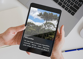 #PraTodosVerem – Foto de duas mãos segurando um tablet que está aberto na página do Museu Felícia Leirner, exibindo a imagem de uma árvore Araucária. Ao fundo, há um notebook branco.