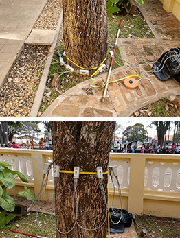 Fotos aproximadas do tronco do Ipê sendo analisado com a ajuda de um tomógrafo.