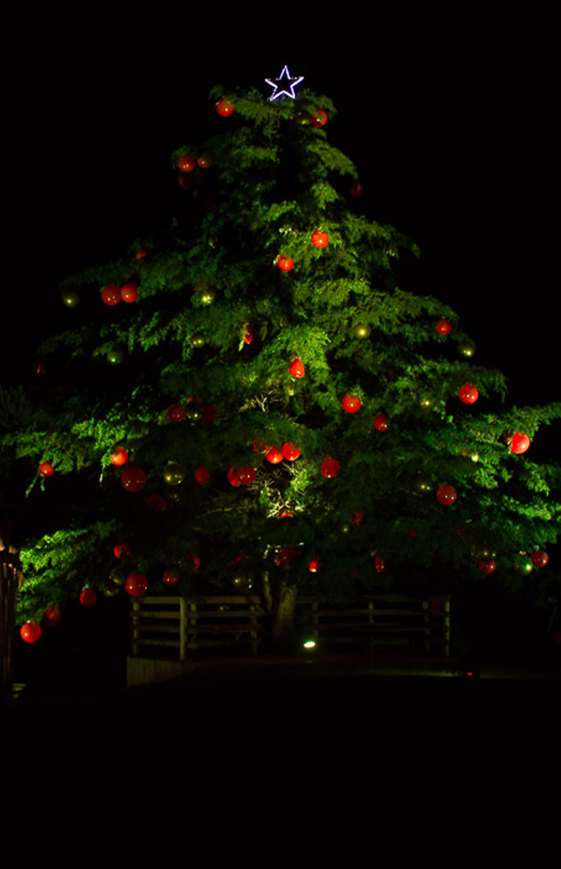 #PraCegoVer - Descrição da imagem para cegos: a foto mostra um pinheiro, localizado no jardim do Museu, decorado com bolas de Natal.