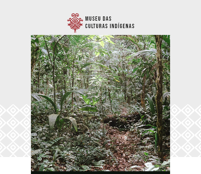 Na parte superior da imagem, o logotipo do Museu das Culturas Indígenas aparece centralizado sobre um fundo cinza claro, com elementos gráficos brancos nas laterais. Abaixo, uma fotografia exibe a vegetação densa de uma floresta tropical. O cenário é composto por árvores altas, folhagens verdes em diferentes tons e uma trilha de terra que atravessa o centro da imagem. A luz natural penetra entre as copas das árvores, criando áreas de sombra e claridade.