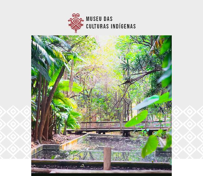 Card digital com fundo cinza-claro e o logotipo do Museu das Culturas Indígenas no topo, em vermelho, com grafismo tradicional. A imagem central mostra uma área externa arborizada, com vegetação densa e diversa, incluindo palmeiras e árvores de médio porte. No centro da cena há um espelho d’água cercado por caminhos de madeira suspensos que formam passarelas sinuosas. A luz do sol atravessa as copas das árvores, iluminando suavemente o espaço, que transmite uma atmosfera de tranquilidade, contato com a natureza e respeito ao ambiente. A imagem valoriza a integração entre cultura, paisagem e preservação ambiental.