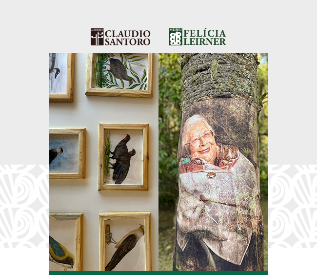 No alto da imagem, há dois logotipos: à esquerda, a inscrição “Auditório Claudio Santoro” em marrom com um símbolo estilizado; à direita, a inscrição “Museu Felícia Leirner” em verde com um ícone geométrico. Abaixo, a imagem se divide em duas partes verticais. À esquerda, várias molduras de madeira clara exibem aquarelas de aves. À direita, o retrato de uma mulher idosa sorridente é projetado sobre o tronco de uma árvore coberta por musgos.